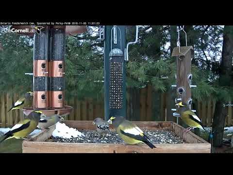 Evening Grosbeaks Coming to a Feeder Near You? – Nov. 5, 2018