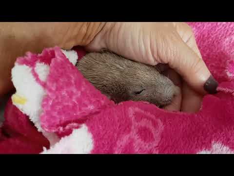 Ollie Passed Away.. So Much More Than Just A Rat