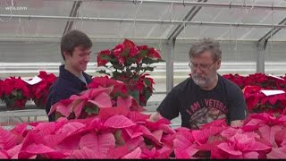 Students selling poinsettias