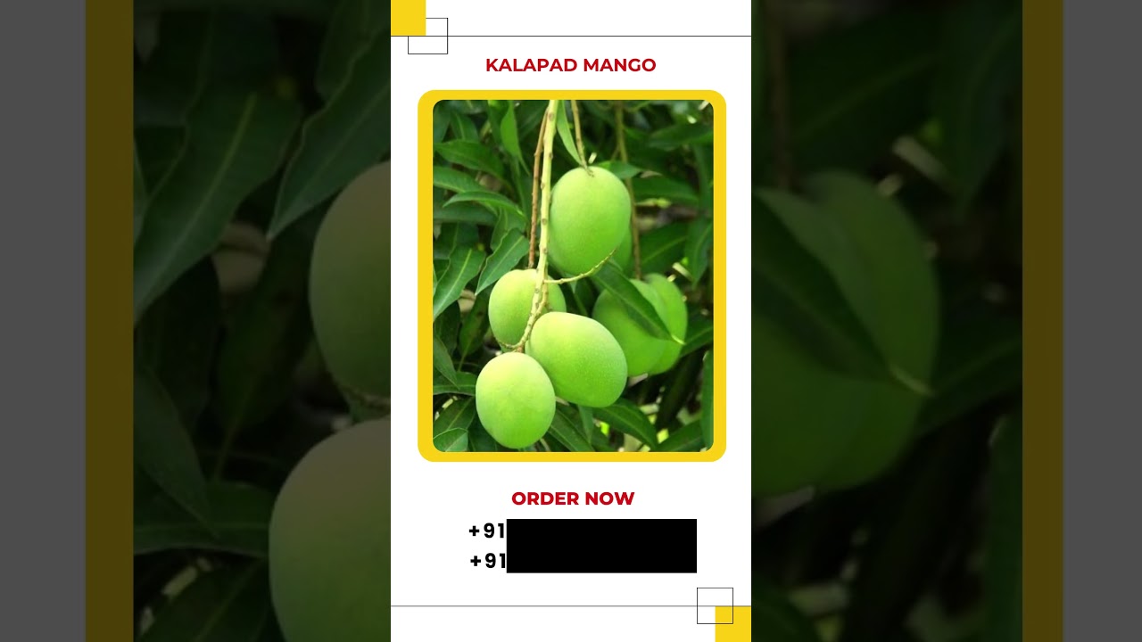 Buy Farm Fresh Mangoes online | Buy Natural Mangoes in Online Call: +91-9025078299 / 91-9962399446