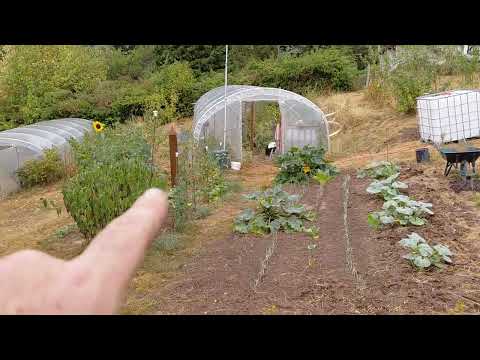 Test comparatif des pommes de terre qui ont traversés la sécheresse avec et sans électroculture