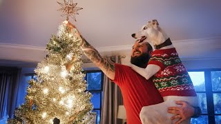 These Dogs Go Crazy Over Their First Christmas 🎄🐶 Try Not To Laugh Funny Animals 2025
