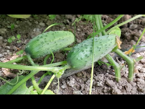 Ovom prihranom udvostručite rod krastavaca i produžite sezonu