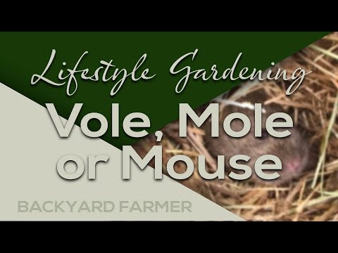 image-Do I have mice or voles?