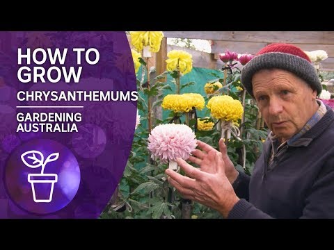 Plant Profile: How to Grow Chrysanthemums