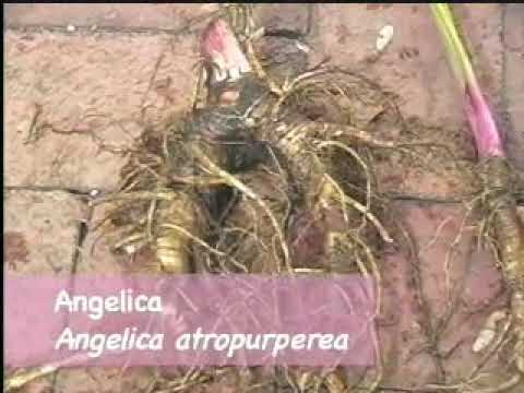 Doctrine of Signatures  -  Angelica