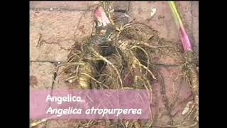 Doctrine of Signatures  -  Angelica