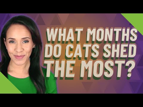 What months do cats shed the most?
