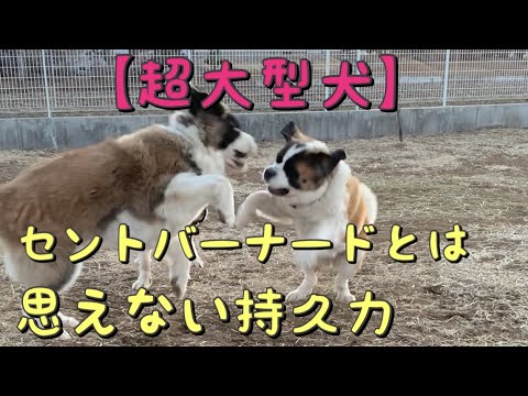 犬のアイコン
