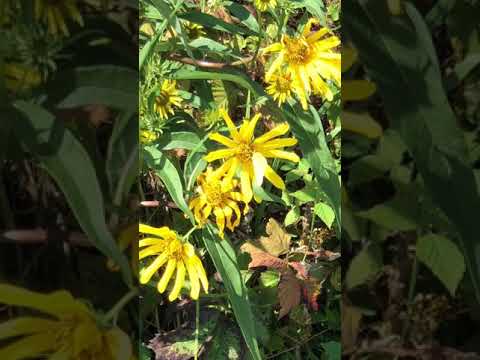 Sabin Marketing and Promotions YouTube video thumbnail 21