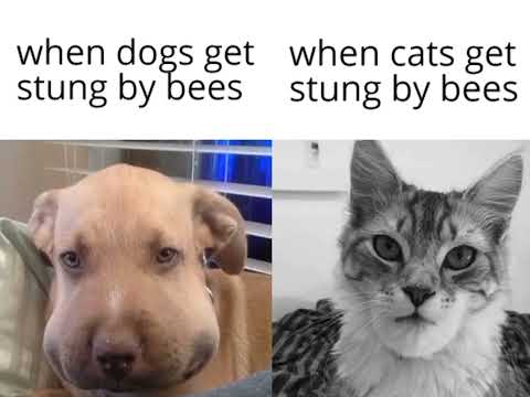 When dogs get stung by bees, When cats get stung by bees