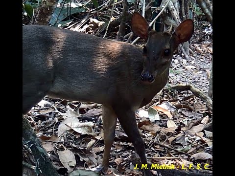 Veados e macucos - Casais de veados, antas e macucos