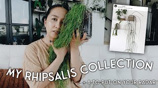 my little rhipsalis collection & a few on my wishlist  👀