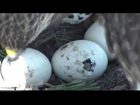 Hatch Alert: Egg Starts Pipping On Cornell Hawks Cam! – April 29, 2019