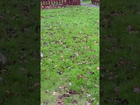 #reels2024  Christmas 🎄 Day squirrel 🐿️ enjoy #christmas #subscribe