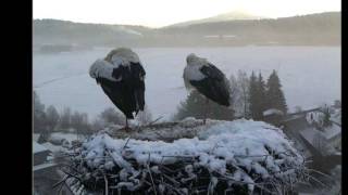 preview picture of video 'Tuningen Storks, Germany,18 Jan. 2015. Winter morning.'