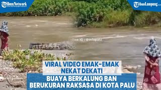 Download lagu Viral Video Emak emak Nekat Dekati Buaya Berkalung Ban Berukuran Raksasa di Kota Palu mp3 Download lagu Viral Video Emak emak Nekat Dekati Buaya Berkalung Ban Berukuran Raksasa di Kota Palu mp3