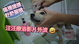 #狗狗 會願意乖乖的洗香香嗎？ #puppy  #萌宠 #萌寵 #妹子洗澡 #療癒 療浴 #dog #bath