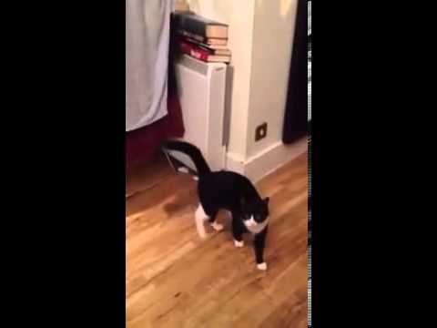 Pisica dansatoare! Vezi ce mișcări amuzante are!