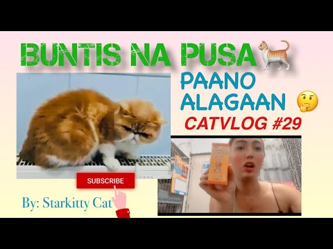 HOW TO TAKE CARE OF PREGNANT CAT DURING PREGNANCY | PAANO ALAGAAN ANG BUNTIS NA PUSA | CATVLOG #29