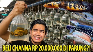Download lagu BELI CHANNA RP 20JUTA DI PASAR IKAN PARUNG?! DULU MAHAL SEKARANG MURAH BANGET! MENTALNYA GILA! mp3