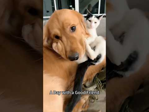 Cats And Dogs So Cute And Funny It's Actually Ridiculous 😂 2026 #shorts #funnydogs #funnycats