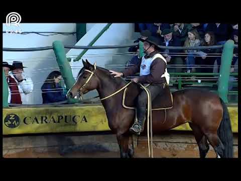 FICCC de Esteio (RS) – 3° lugar fêmeas – Querência da Boa Vista (Prova: Mangueira II)