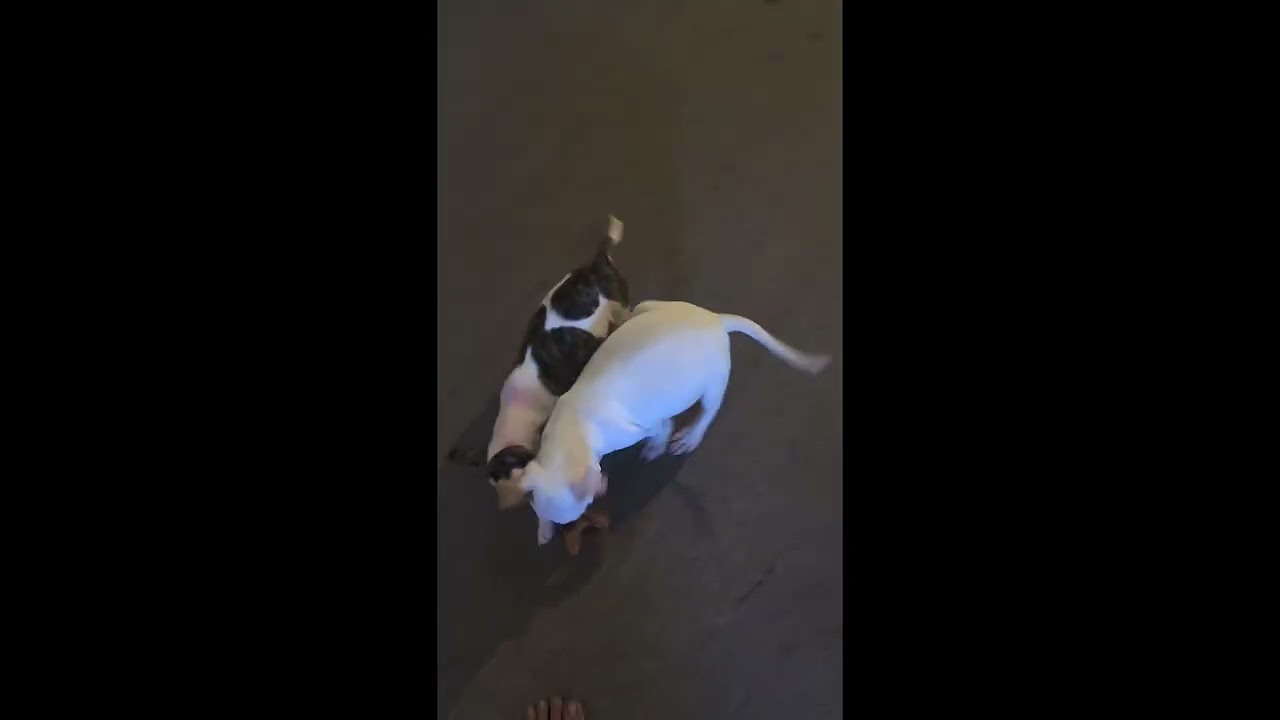 Enlarge Pups...Piggy, Winnie and Spreckles, a ADOPTABLE mixed breed in Metairie, LA video 1/6