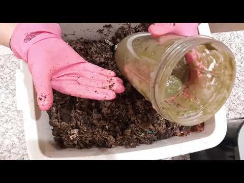 88-day old ENC Cocoon nursery bin checking and feeding.