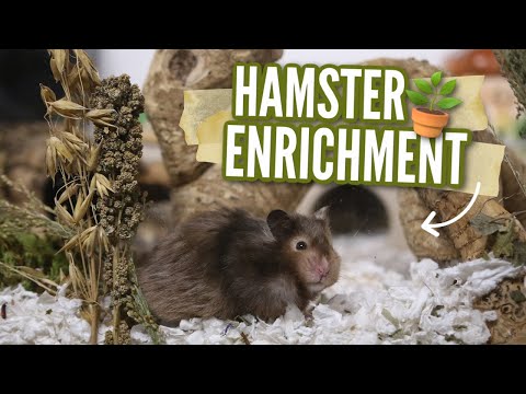 All About Hamster Enrichment 🌾