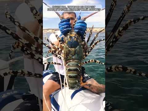 СУЩЕСТВО, КОТОРОЕ НЕ СТАРЕЕТ. БИОЛОГИЧЕСКИ БЕССМЕРТНЫЙ ЛОБСТЕР