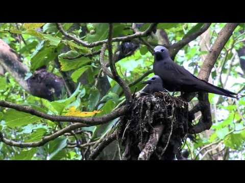 Bringing Back the Birds in the British Indian Ocean Territory