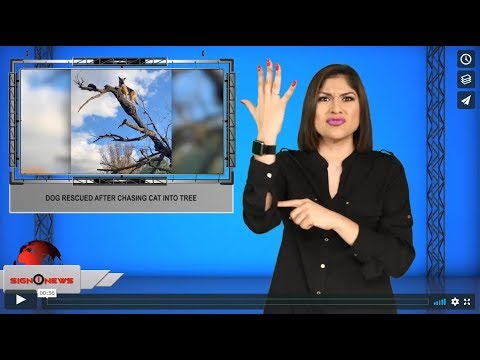 Dog rescued after chasing cat into tree (ASL - 12.18.19)
