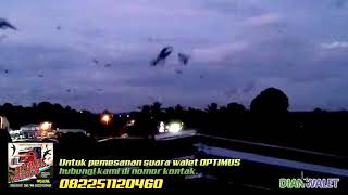 Download lagu Koloni Walet Tersedot oleh Suara Panggil OPTIMUS Dian Walet mp3