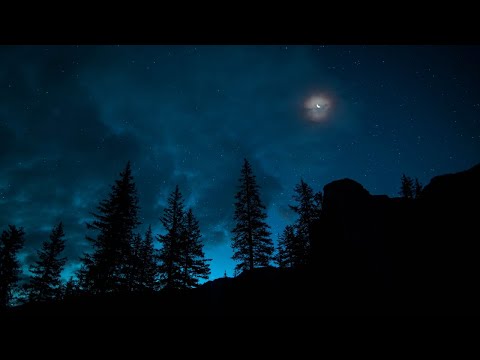 Bring Nature Into Your Home | Forest Sounds At Night | Nature Sounds For Sleeping 30 minutes