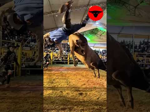 Pico Chulo VS Gorrión de Nayarit, Salió bien 🙏🏻 #adictosalpeligro #jaripeoextremo