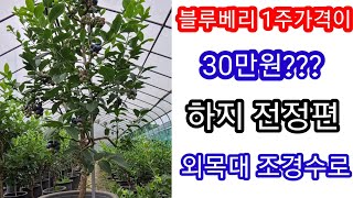 블루베리 나무를 금덩어리로~하지 가지치기~ 블루베리 묘목 전지,전정, 블루베리키우기,블루베리재배방법,조경수,…