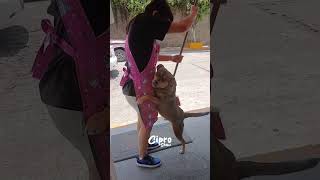 A este perrito le gusta que lo rasquen 🥰
