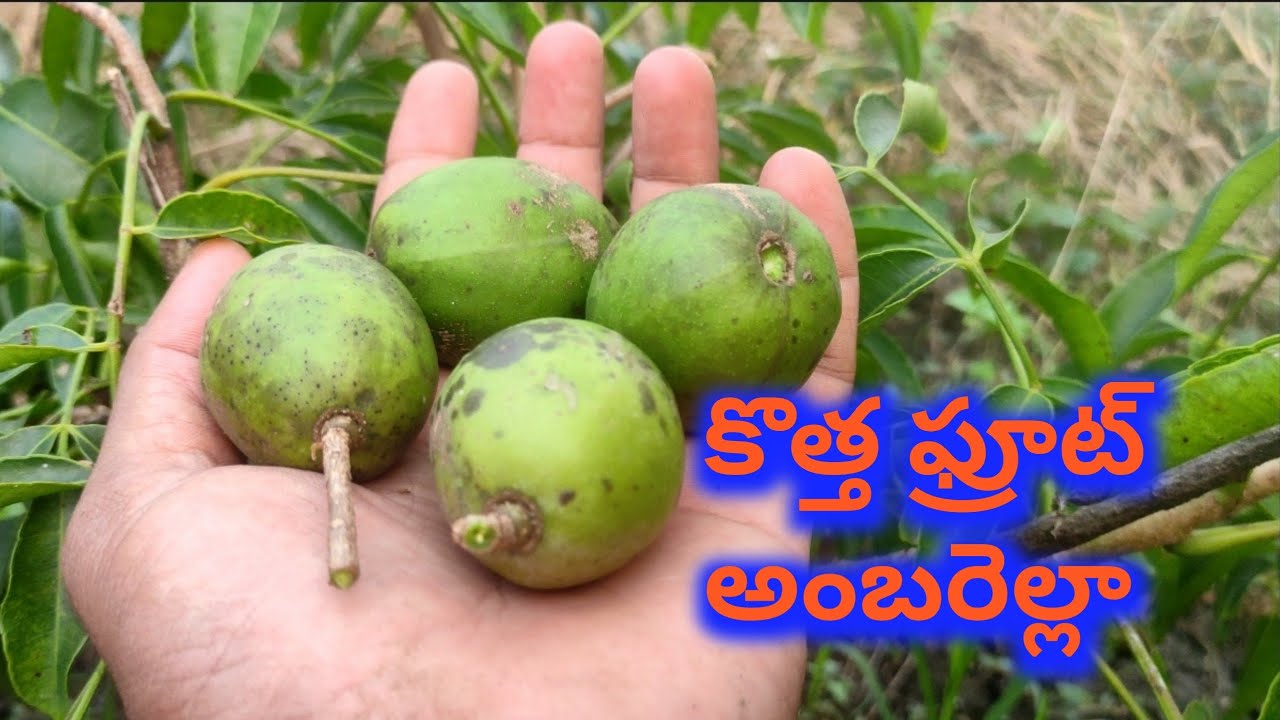 Ambarella fruit/All time thai Amra/june plum. Ramanujans garden