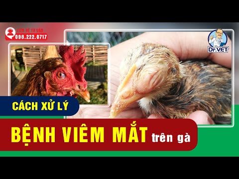 , title : 'Cách xử lý bệnh viêm mắt trên gà | Kỹ thuật chăn nuôi gia cầm | Dr.Vet'
