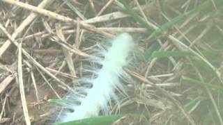 preview picture of video 'Larva of the Laugher Moth (Charadra deridens)'