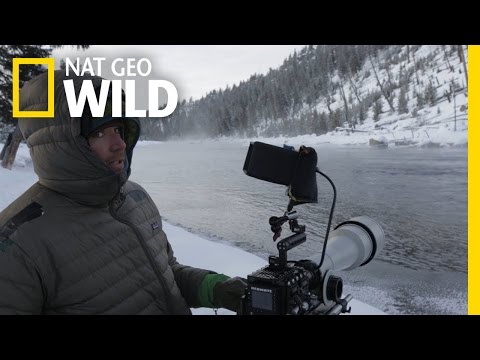 Thumbnail of the video: Behind the Scenes: Waiting for Bobcats | Wild Yellowstone