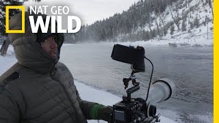 Behind the Scenes: Waiting for Bobcats | Wild Yellowstone