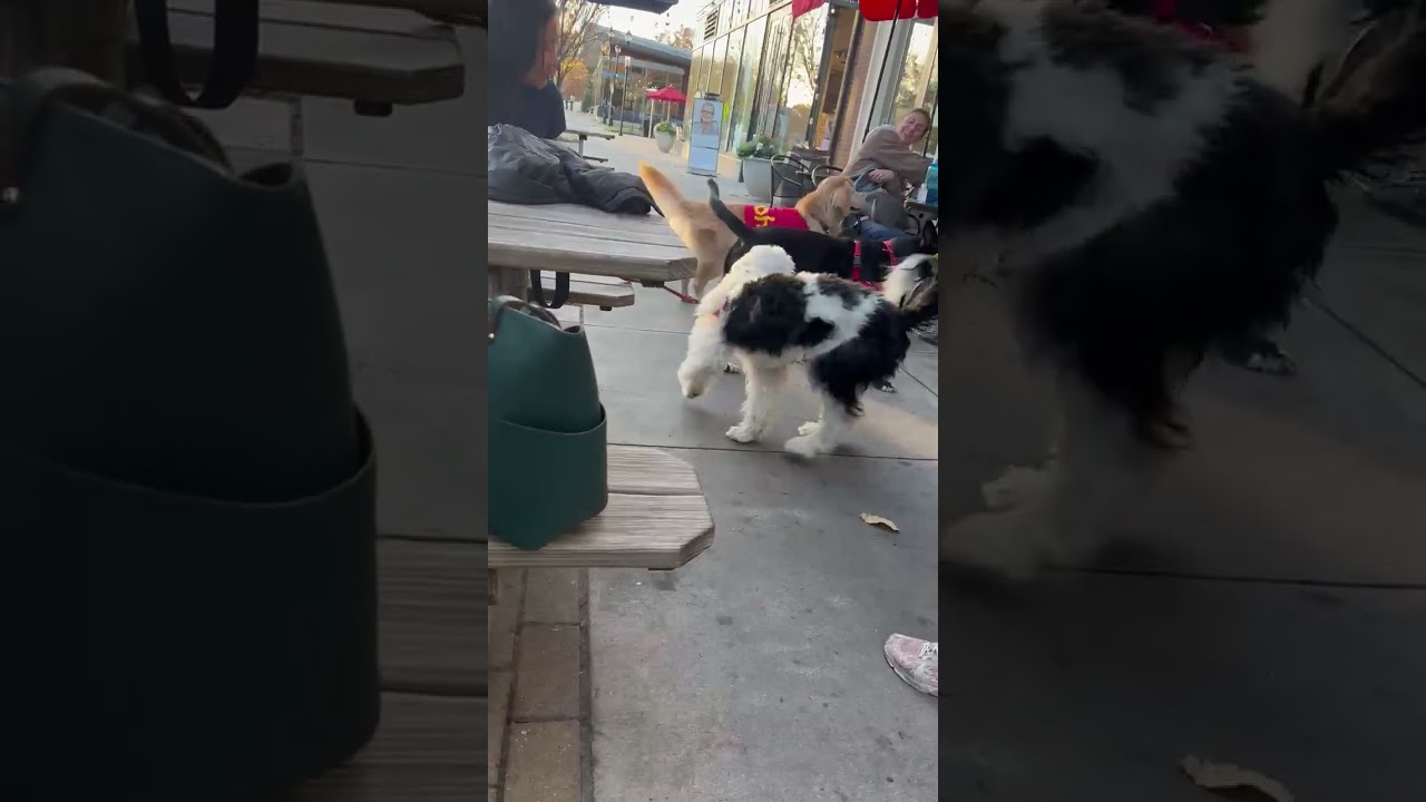 Enlarge Neptune, a Adoptable mixed breed in Washington, DC video 6/6