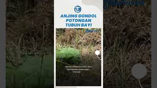 Viral Anjing Gondol Potongan Tubuh Bayi di Kapuas Hulu, Pihak Kepolisian Ungkap Kecurigaan