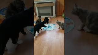 Fun with new Christmas toy!