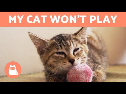 My CAT Doesn't Want to PLAY 🧶🐈 (Why and What to Do)