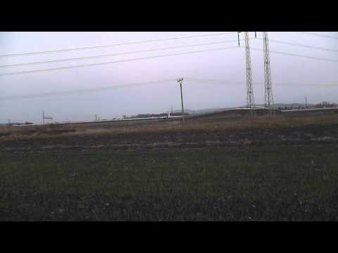 Falconry - Raroh velký - Falco cherrug - Saker Falcon - Würgfalke - Halcón sacre - Cindy