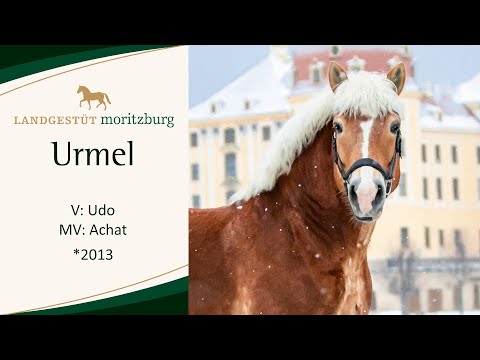 URMEL v. Udo - Achat