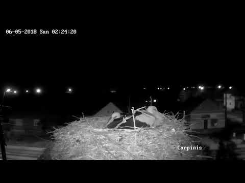 Barza albă, Cărpiniș | 2018.05.06 | Meteorit